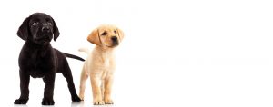 black and golden retriever