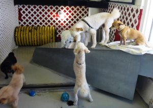 Dog at Newport Center Animal Hospital
