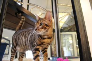 Cat at Newport Center Animal Hospital