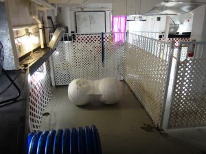 Kennel at Newport Center Animal Hospital