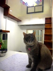 Cat at Newport Center Animal Hospital