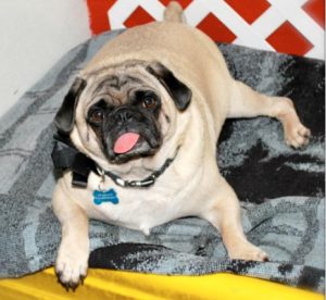 Dog at Newport Center Animal Hospital