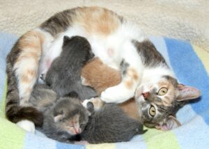 Top Reasons to Spay or Neuter Your Cat
