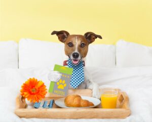 Pet Hotel suites - pet boarding