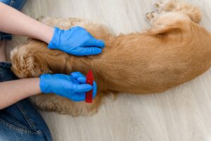 Flea and Tic Prevention
