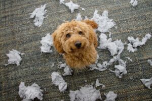 Pet Anxiety