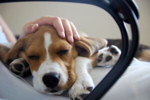 How to Tell if Your Pet Is in Pain