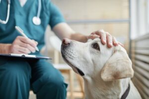 What to Do When Your Pet Eats Something Toxic