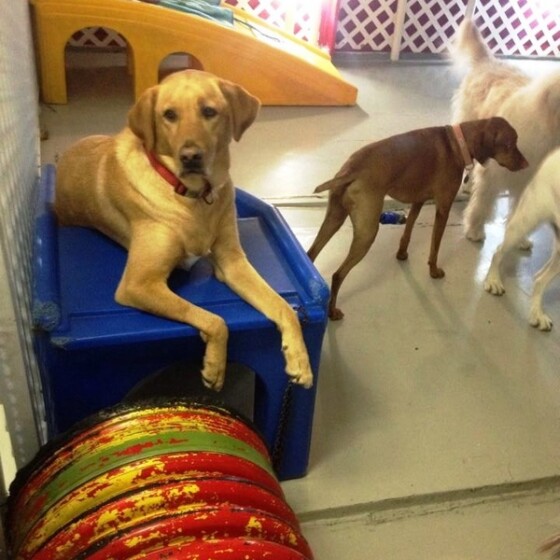 Dog at Newport Center Animal Hospital