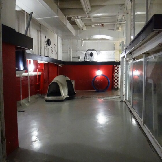 Kennel at Newport Center Animal Hospital