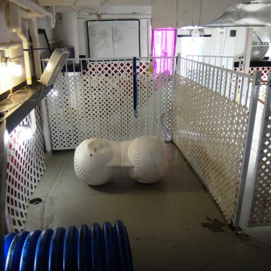 Kennel at Newport Center Animal Hospital