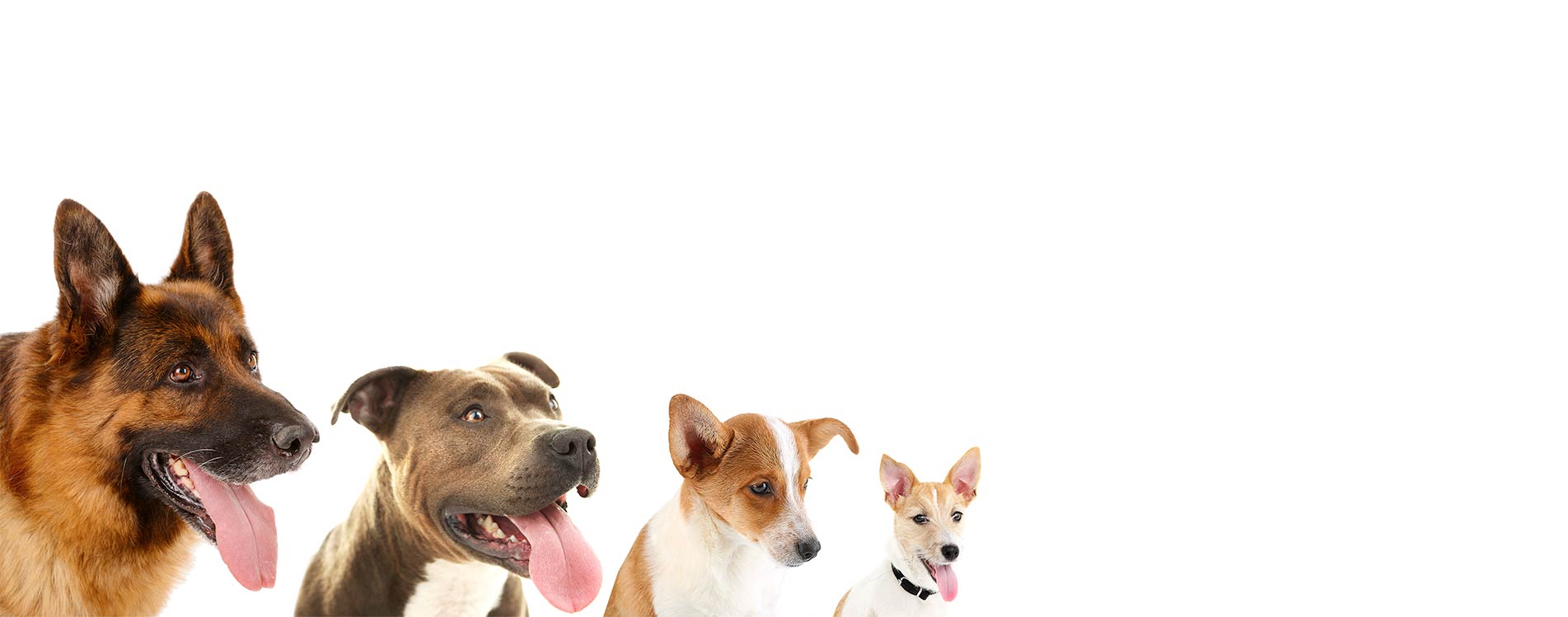 Doggie Playgroup Newport Beach | Newport Center Animal Hospital