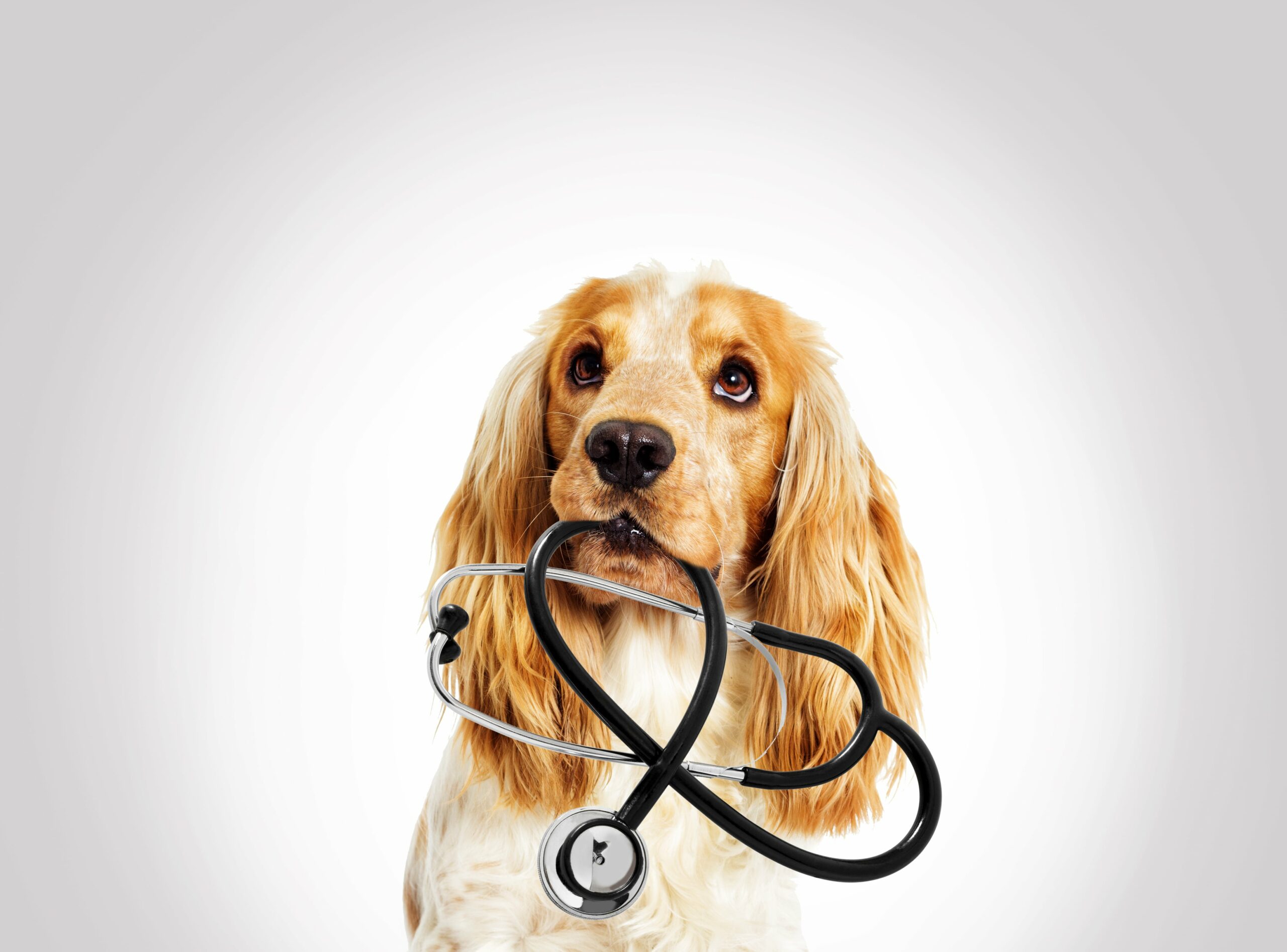 A dog bites a stetoscope while looking above