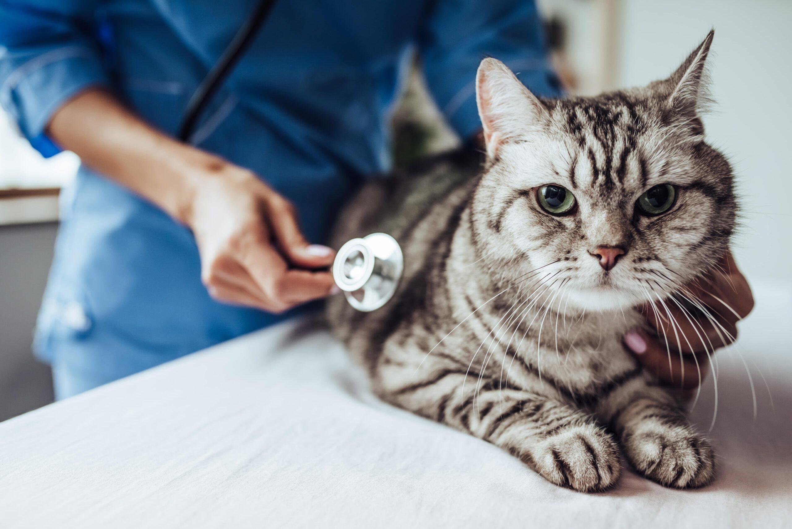 What to Expect During a Comprehensive Pet Examination