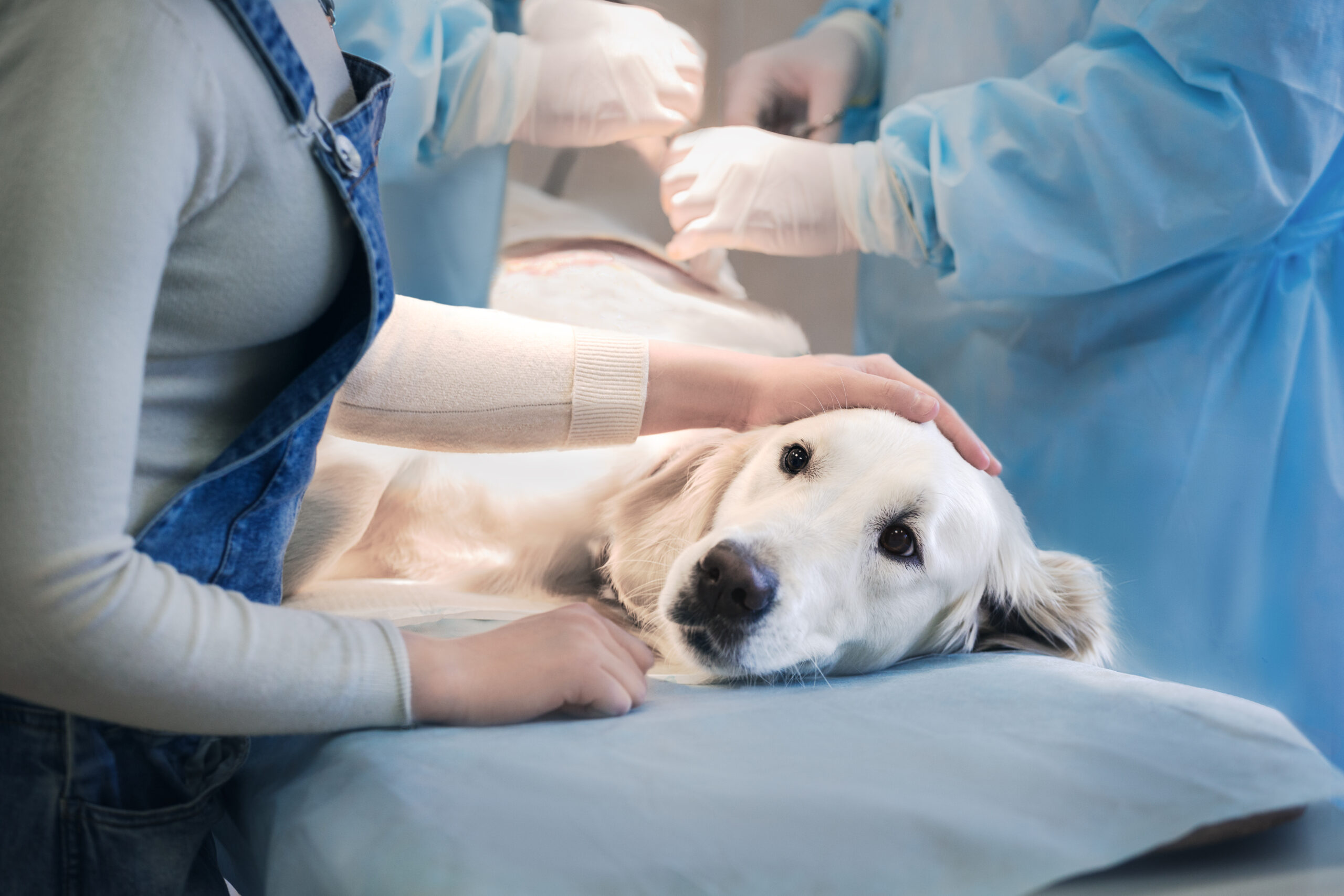 How to Prepare Your Dog for Surgery