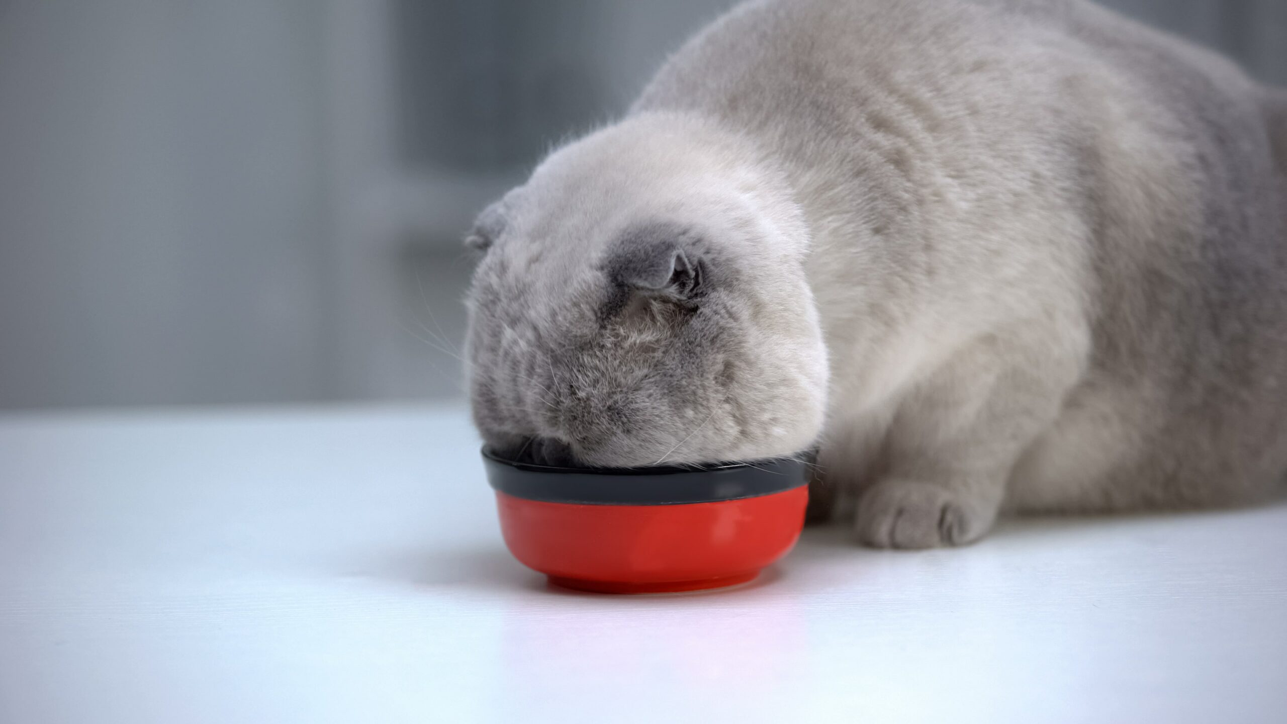 A cat eating in a red black bowl