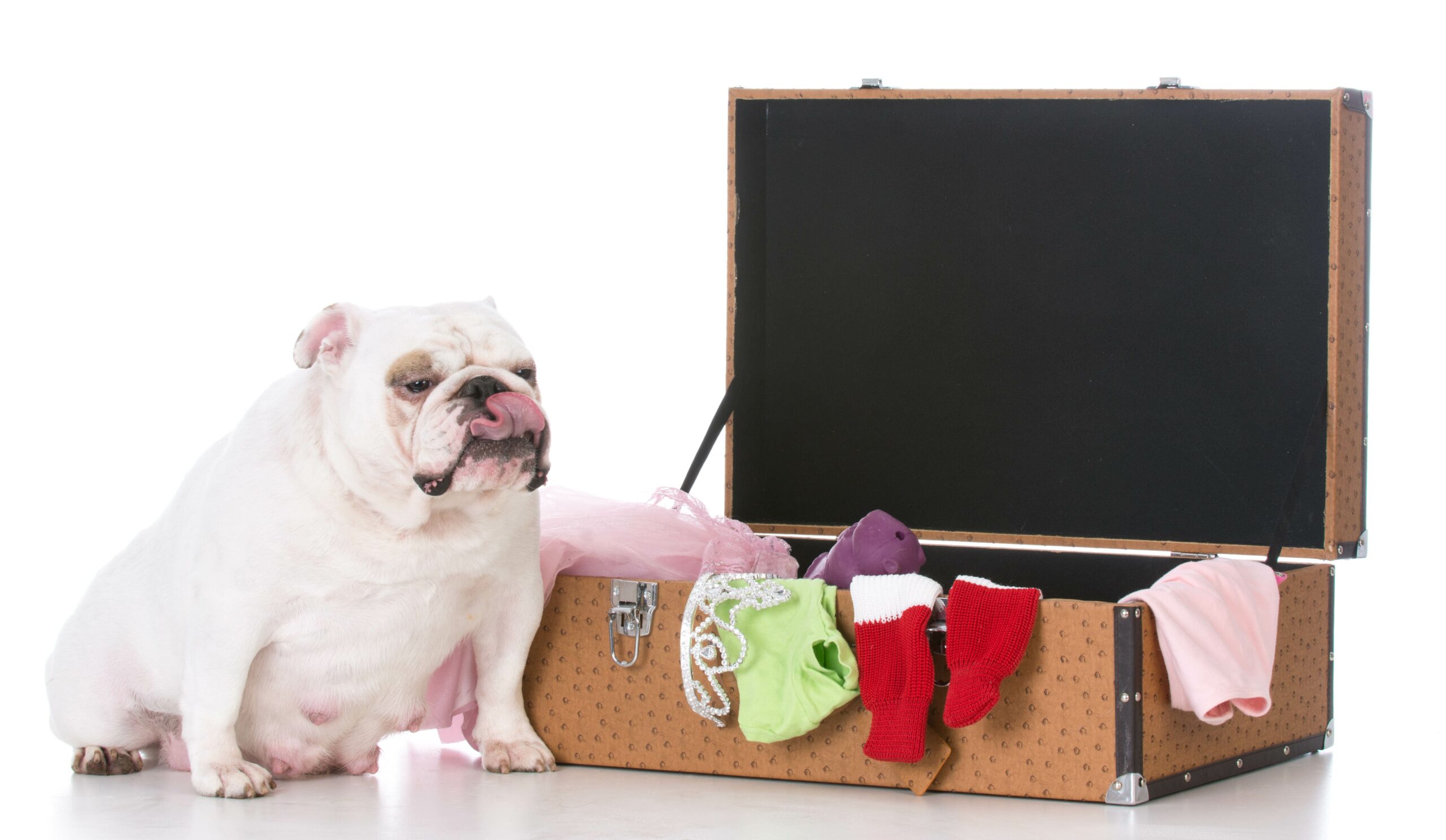 Your Guide to Boarding Your Pet Over the Holidays
