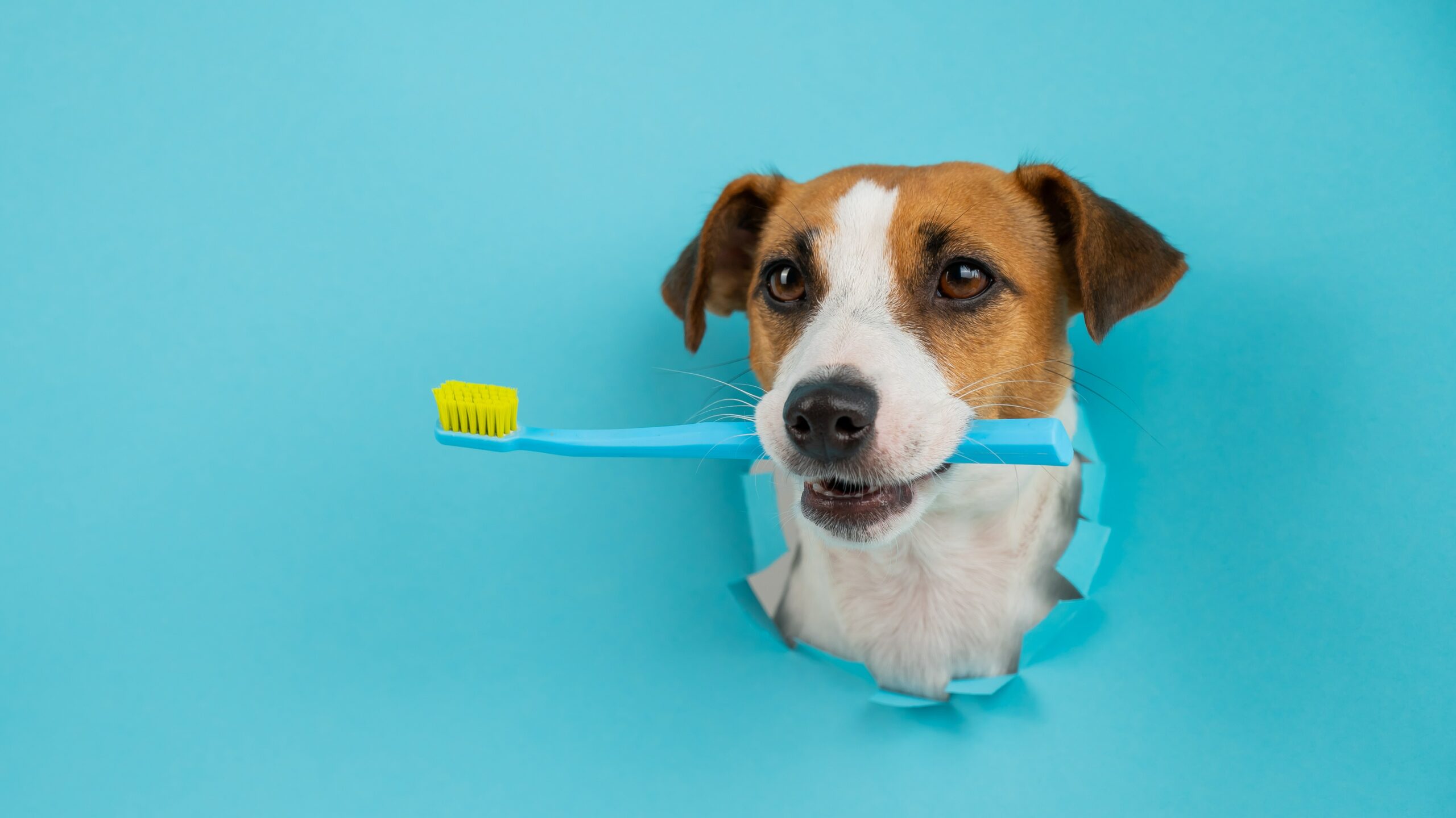 Bad Breath in Dogs: Causes and Remedies