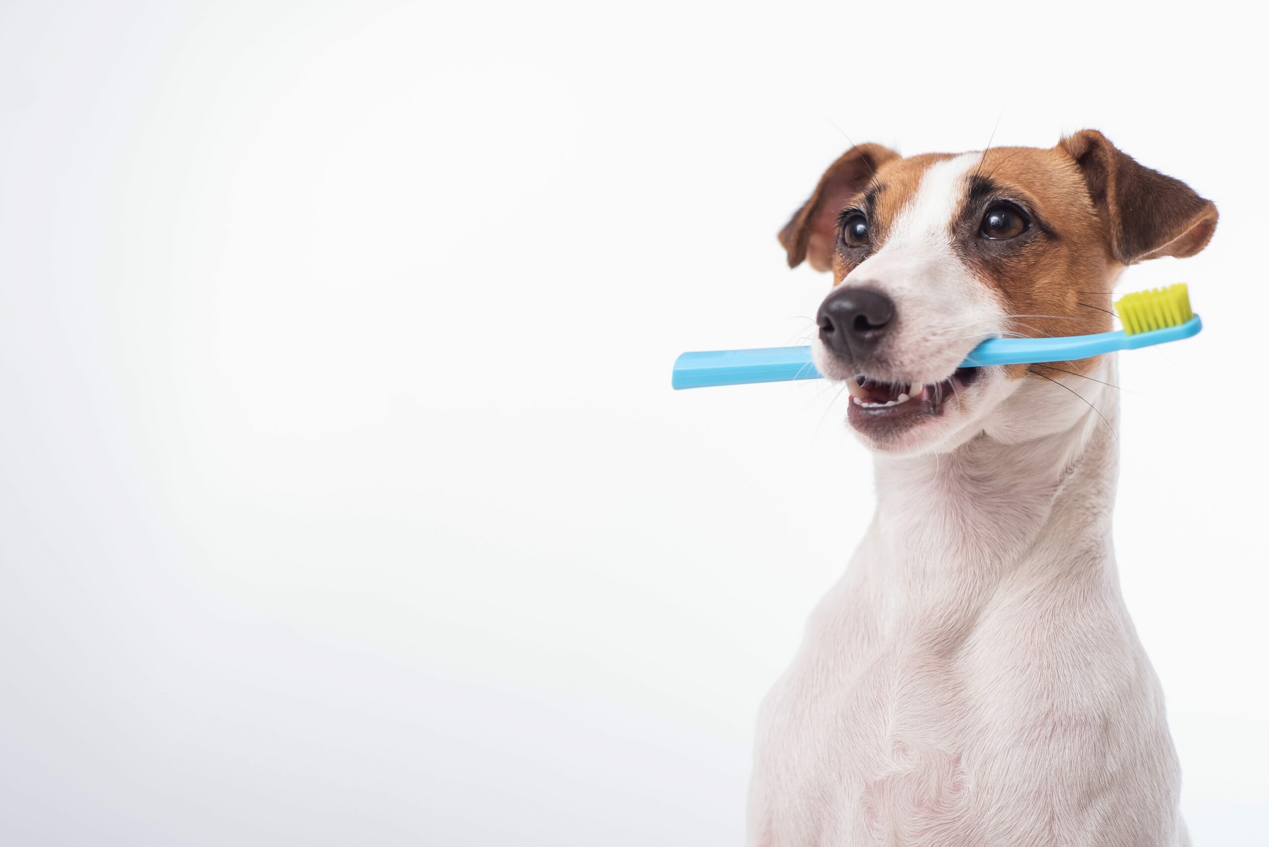 Celebrating Pet Dental Health Month | Avalon Dental, your Carson and El Segundo Dentist