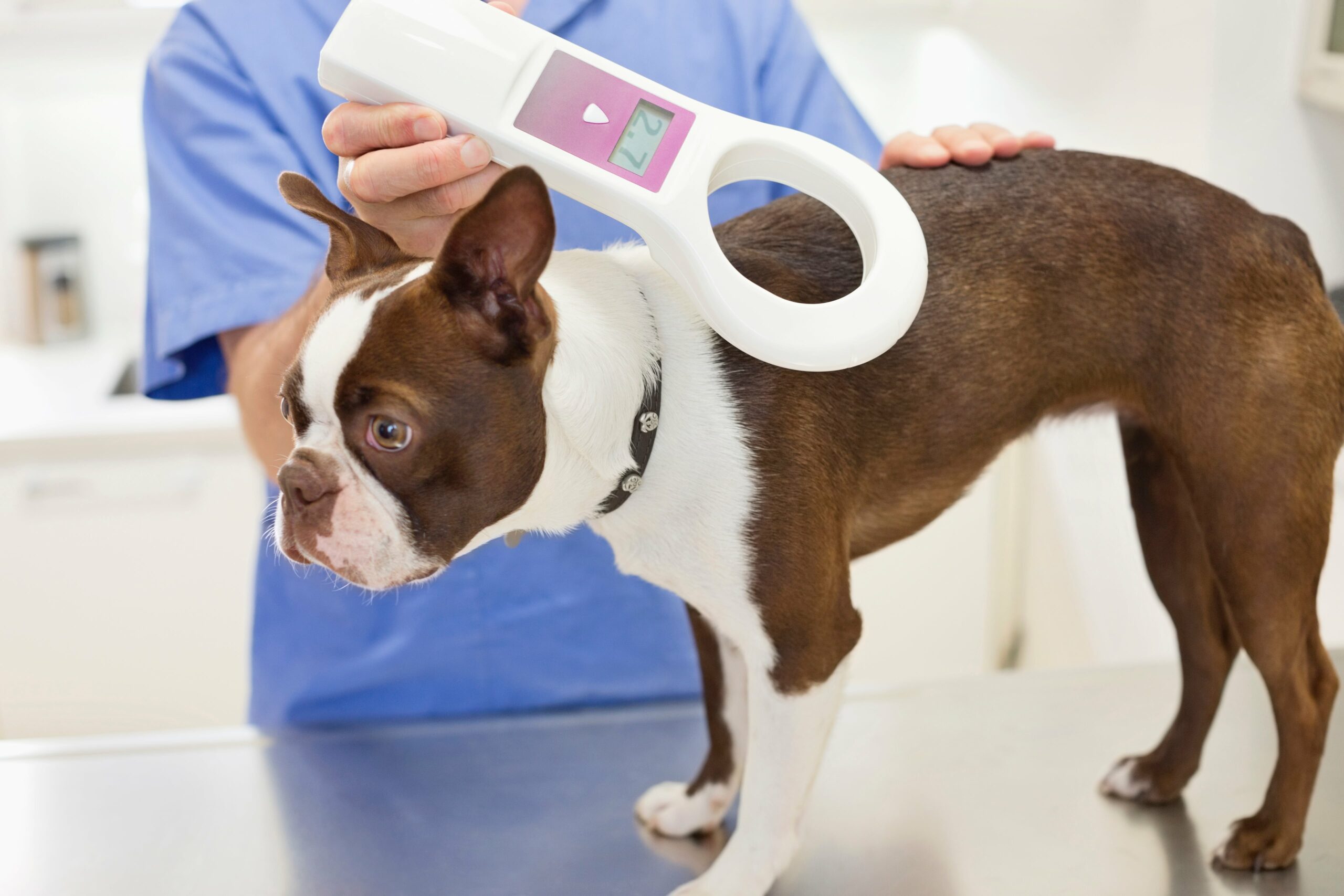 Why Should You Get Your Pet Microchipped? | Avalon Dental, your Carson and El Segundo Dentist