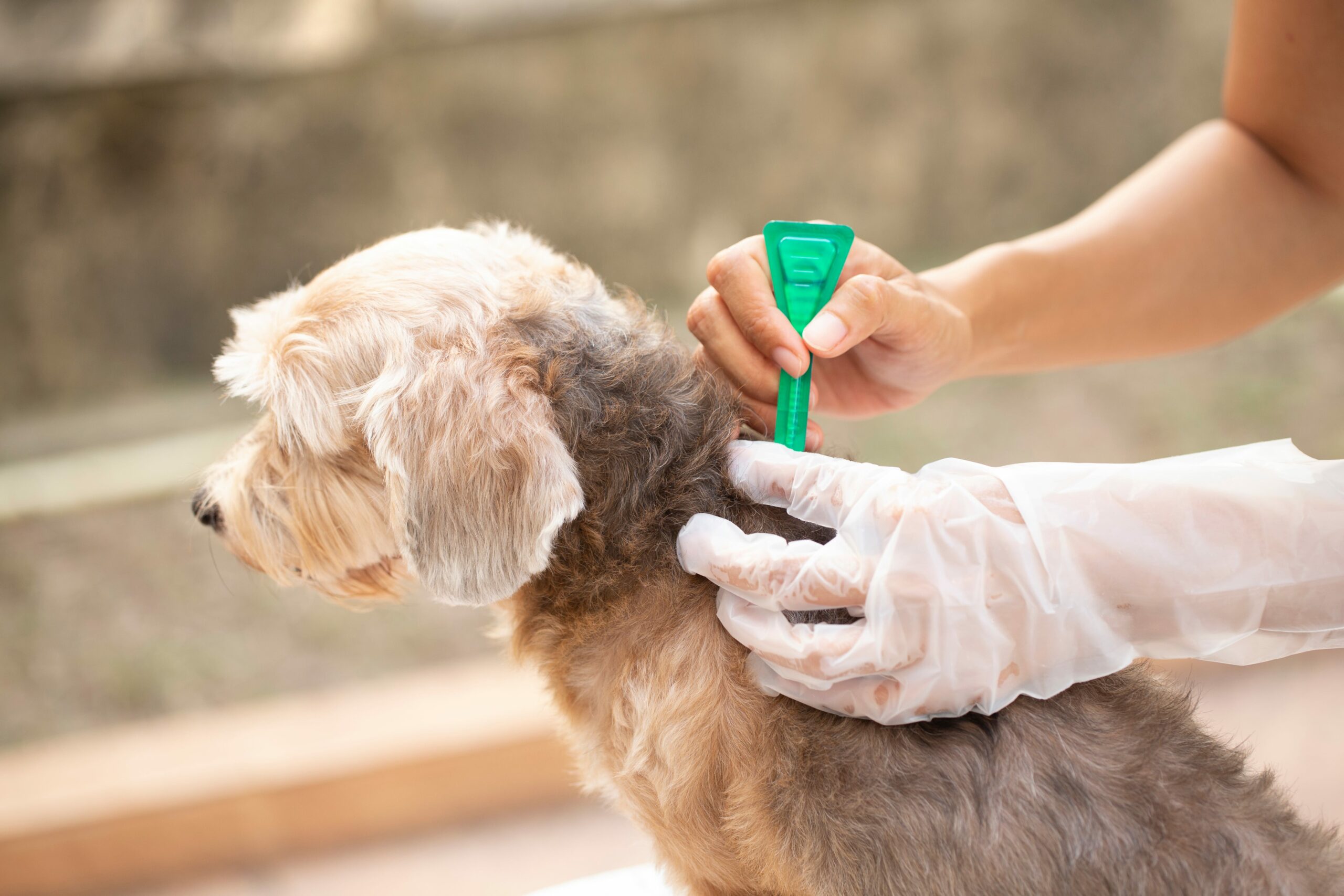 Flea and Tick Season: Preventive Measures for Your Pet | Avalon Dental, your Carson and El Segundo Dentist