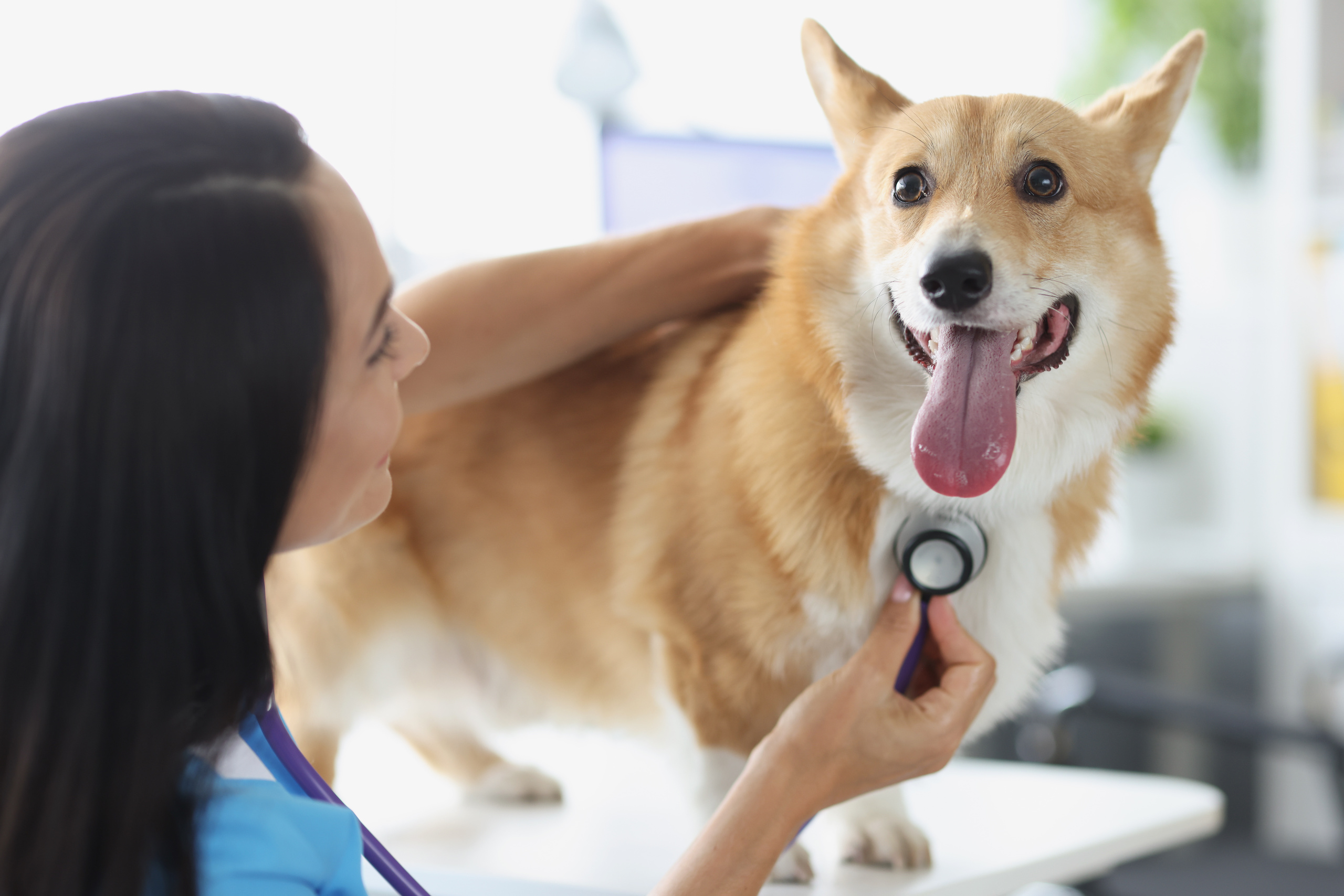 Heart Disease In Dogs and Cats: Signs and Symptoms