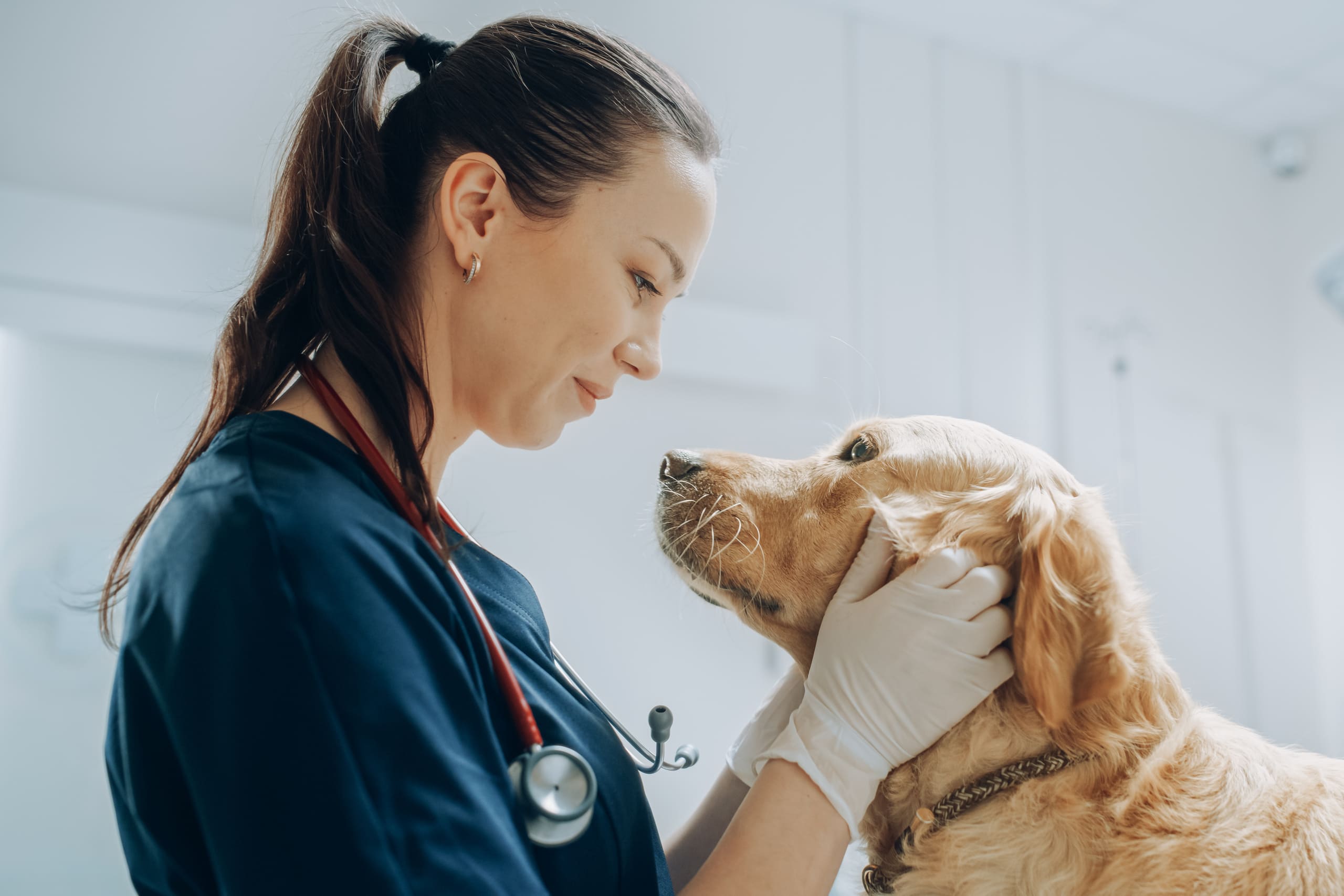 What Can You Expect When Your Pet Is Hospitalized? | Avalon Dental, your Carson and El Segundo Dentist