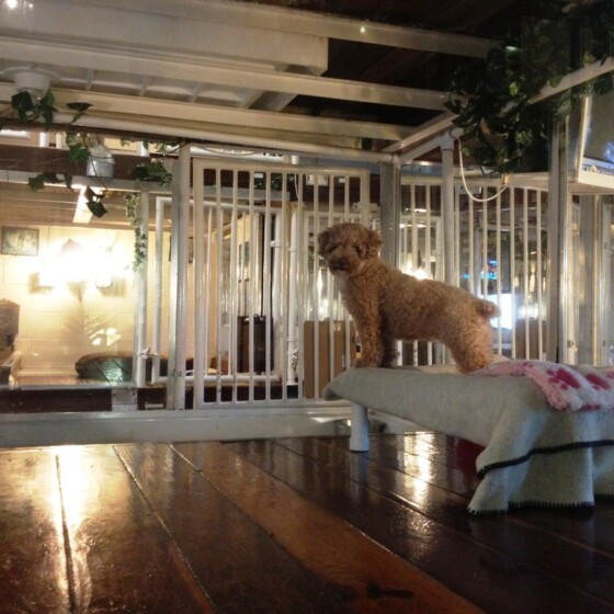Dog at Newport Center Animal Hospital