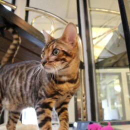Cat at Newport Center Animal Hospital