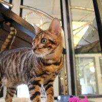 Cat at Newport Center Animal Hospital