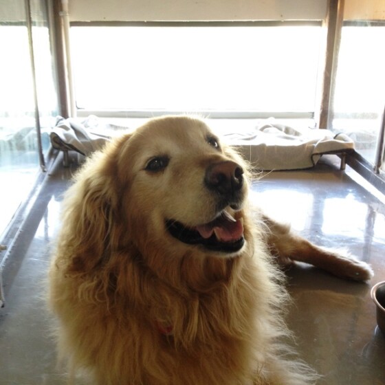Dog at Newport Center Animal Hospital