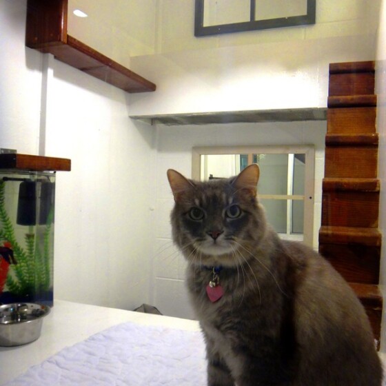 Cat at Newport Center Animal Hospital