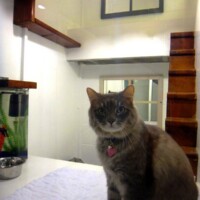 Cat at Newport Center Animal Hospital